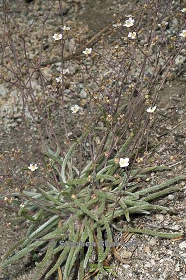 ivesia santolinoides 1 graphic